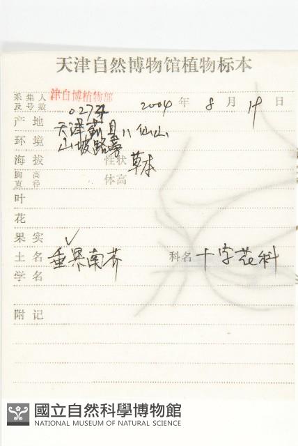 垂果南芥菜藏品圖，第2張