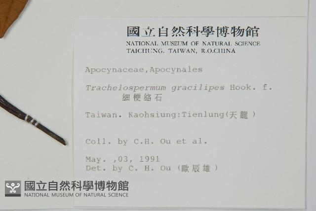 細梗絡石藏品圖，第2張