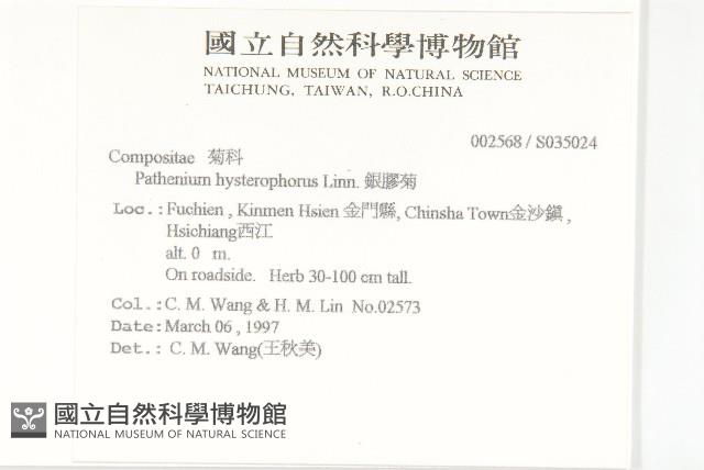 銀膠菊藏品圖，第5張