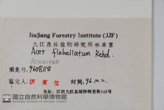 扇葉槭藏品圖，第2張