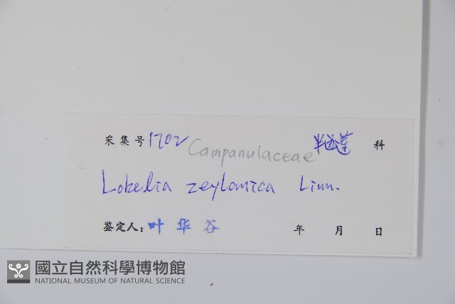 圓葉山梗菜藏品圖，第2張