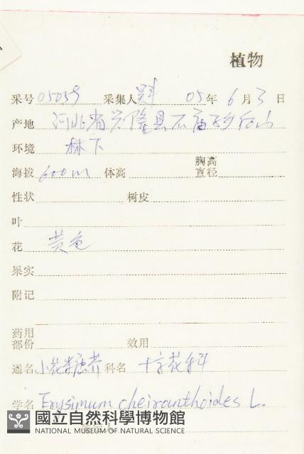 小花糖芥藏品圖，第2張