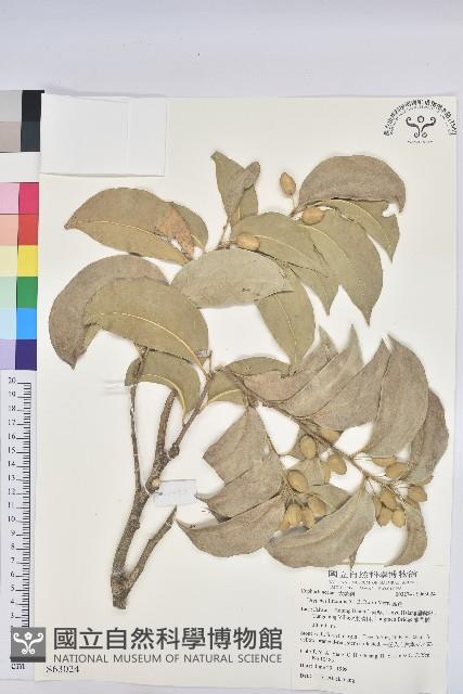 鐵色藏品圖，第1張