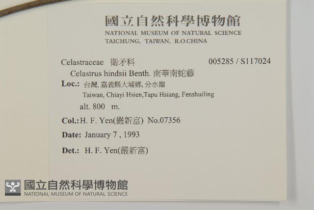 南華南蛇藤，青江藤藏品圖，第2張