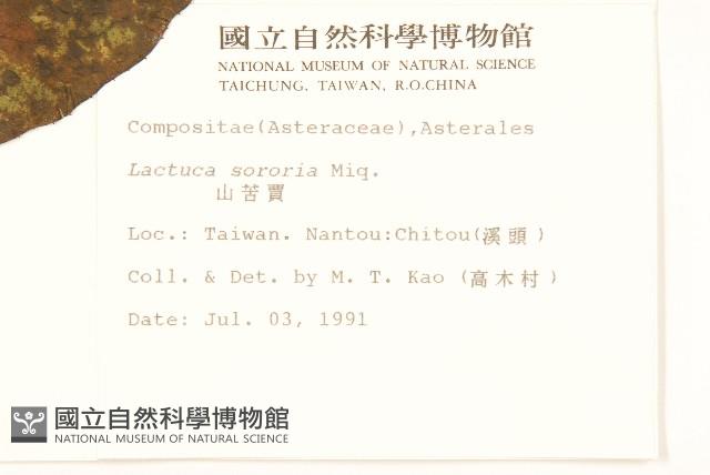 山萵苣藏品圖，第2張