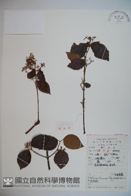 呂宋莢迷藏品圖，第1張