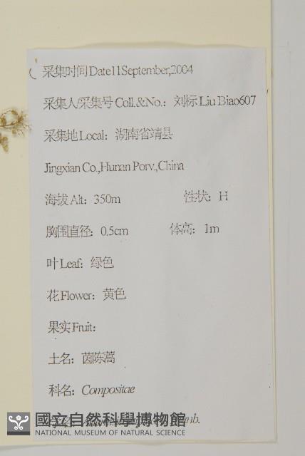 茵蔯蒿藏品圖，第2張