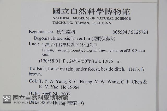 溪頭秋海棠藏品圖，第2張