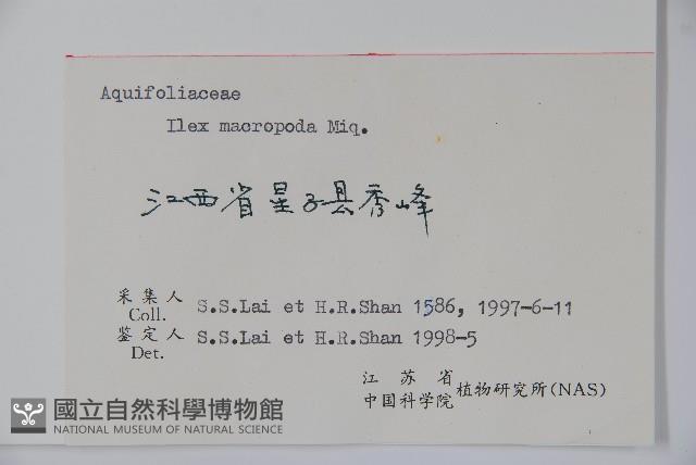 大柄冬青藏品圖，第2張