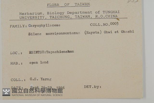 玉山蠅子草藏品圖，第2張