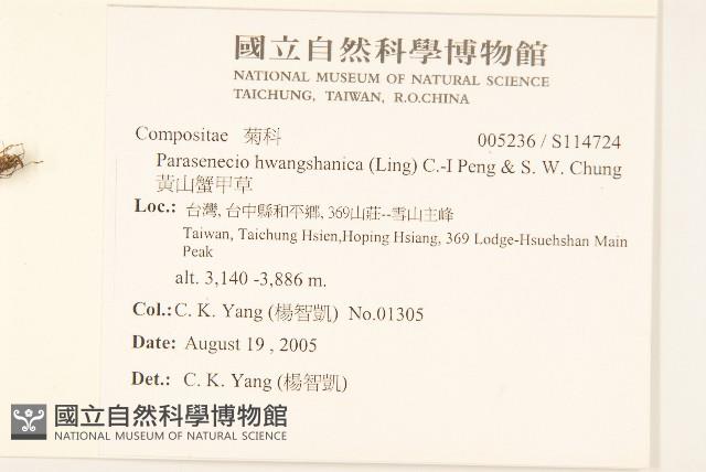 黃山蟹甲草藏品圖，第2張