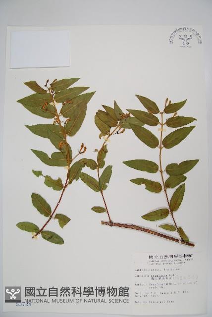 阿里山忍冬、漸尖葉忍冬藏品圖，第1張