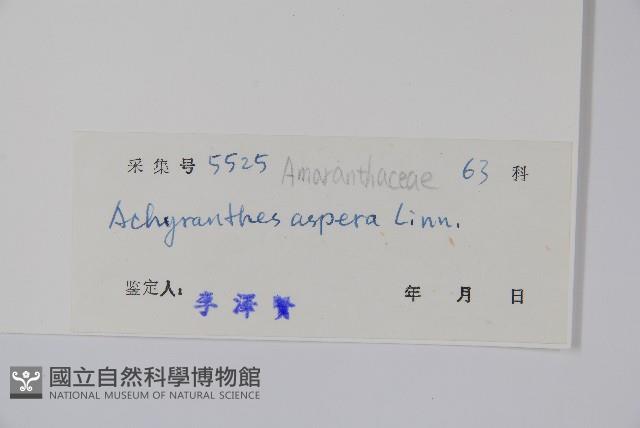 土牛膝藏品圖，第2張