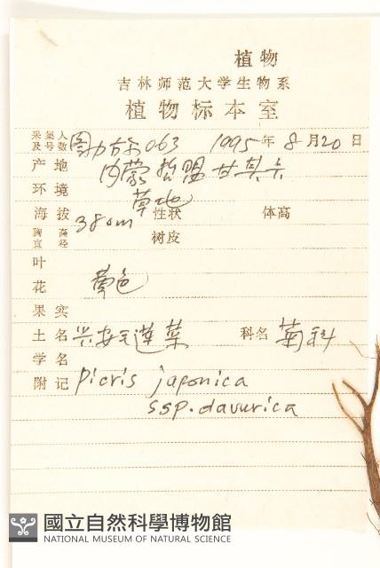 興安毛蓮菜藏品圖，第2張