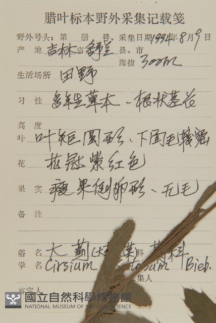 大刺兒菜藏品圖，第2張