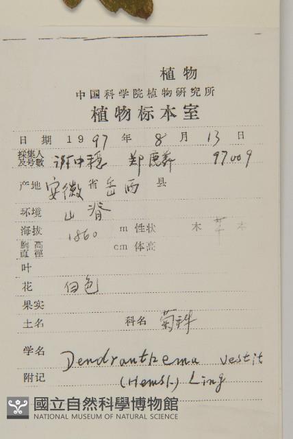 毛華菊藏品圖，第2張