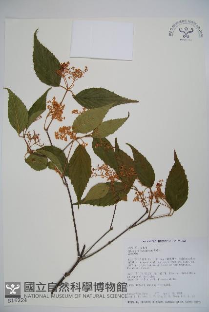 呂宋莢迷藏品圖，第1張