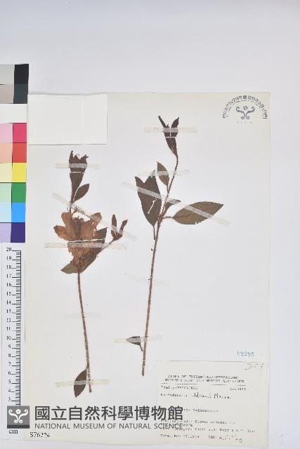 金毛杜鵑藏品圖，第1張