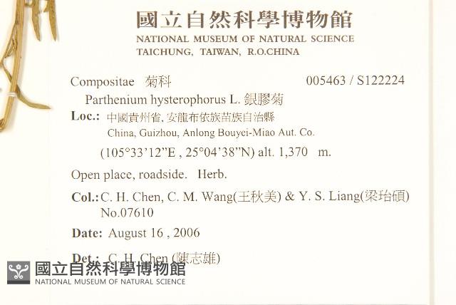 銀膠菊藏品圖，第2張