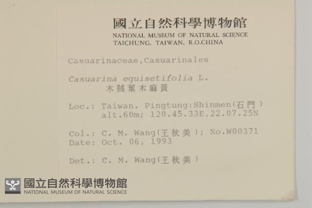 木麻黃藏品圖，第2張