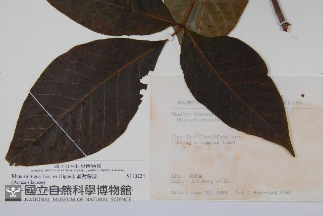 臺灣藤漆藏品圖，第2張