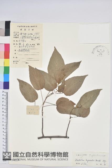 扛香藤藏品圖，第1張