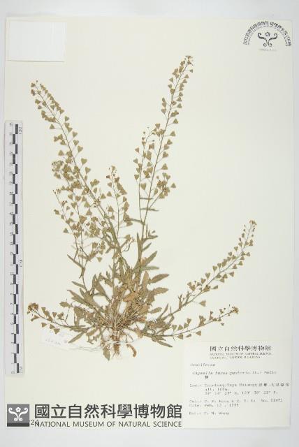 薺藏品圖，第1張