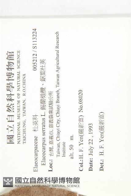 錫蘭橄欖、鋸葉杜英藏品圖，第2張