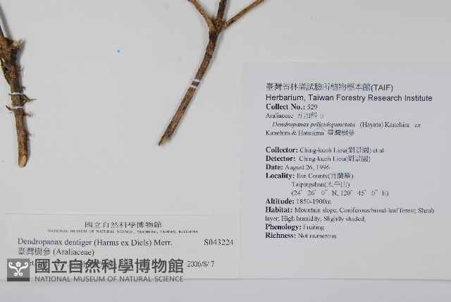 臺灣樹參藏品圖，第2張