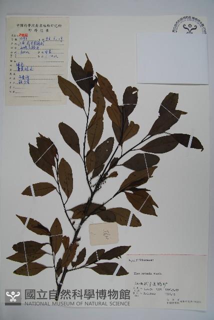 鐵冬青藏品圖，第1張