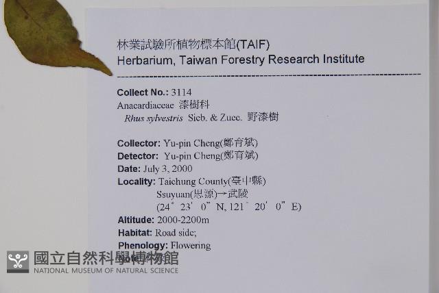 野漆樹藏品圖，第2張