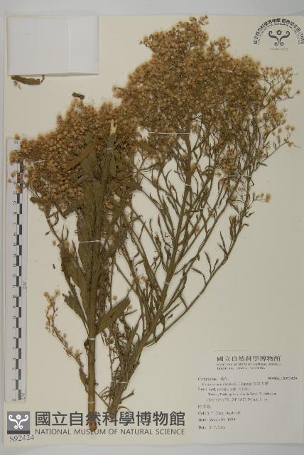 加拿大蓬藏品圖，第1張