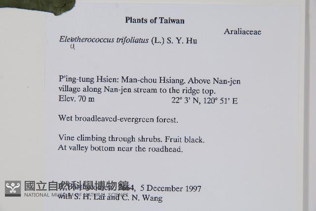 三葉五加藏品圖，第2張