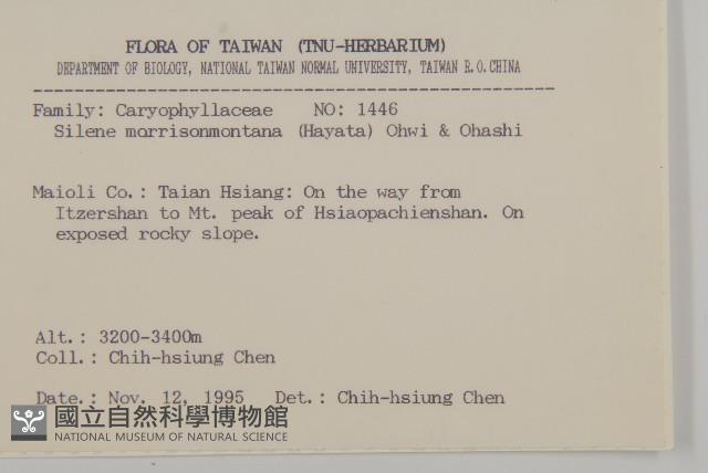 玉山蠅子草藏品圖，第2張