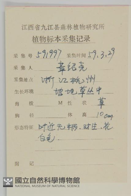 雀舌草藏品圖，第2張