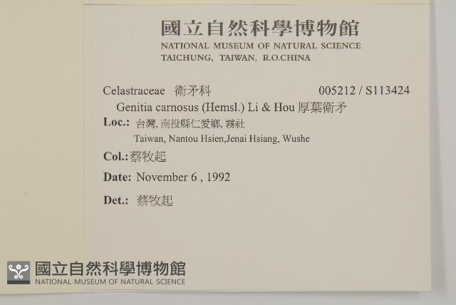 厚葉衛矛藏品圖，第2張