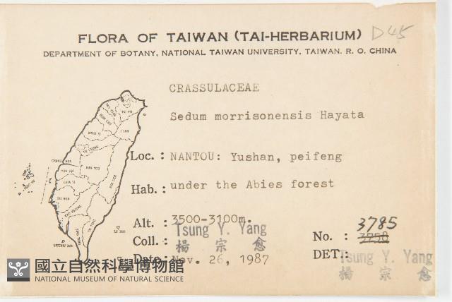 玉山佛甲草藏品圖，第2張