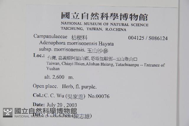 玉山沙參藏品圖，第2張