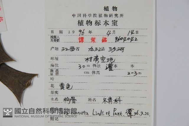 枸骨藏品圖，第2張