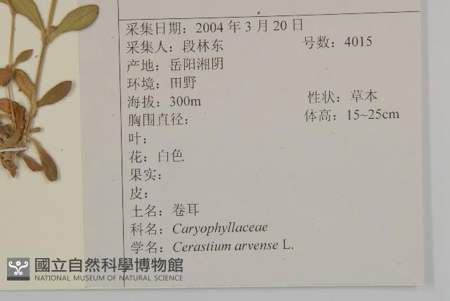 卷耳藏品圖，第2張