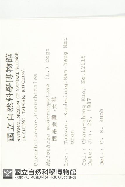 倒吊金鐘、天花藏品圖，第2張