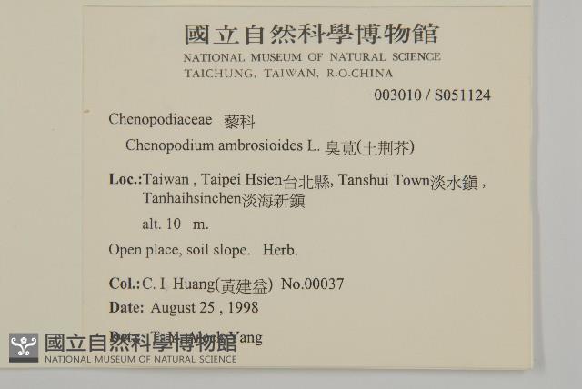 臭杏、土荊芥藏品圖，第2張