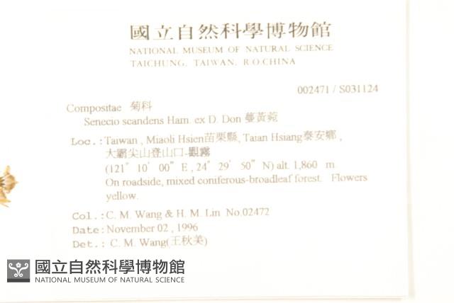 蔓黃菀藏品圖，第2張