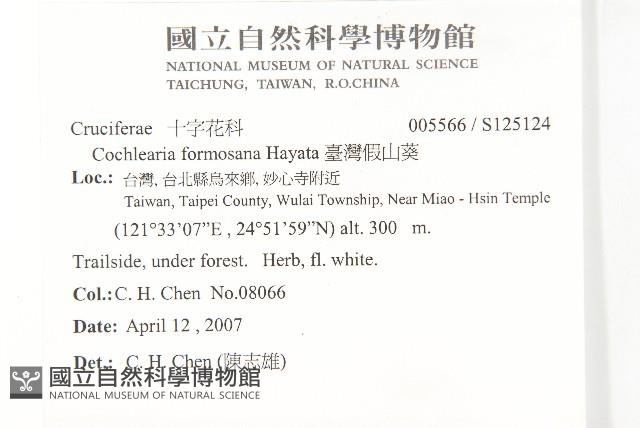 臺灣假山葵藏品圖，第2張