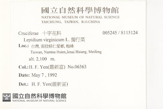 獨行菜藏品圖，第2張