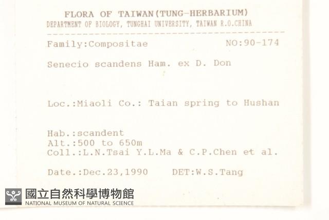 蔓黃菀藏品圖，第2張