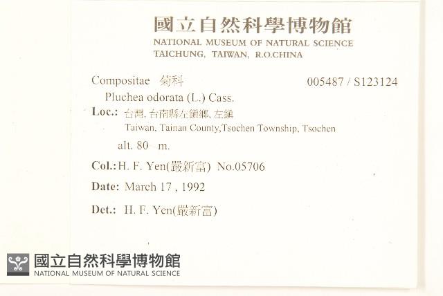 香闊苞菊藏品圖，第2張