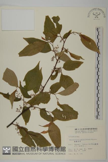 佩羅特木藏品圖，第1張