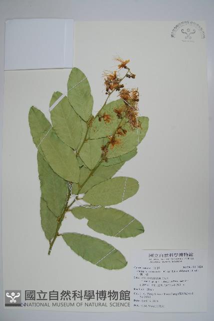 Henry Caper Collection Image, Figure 1, Total 2 Figures