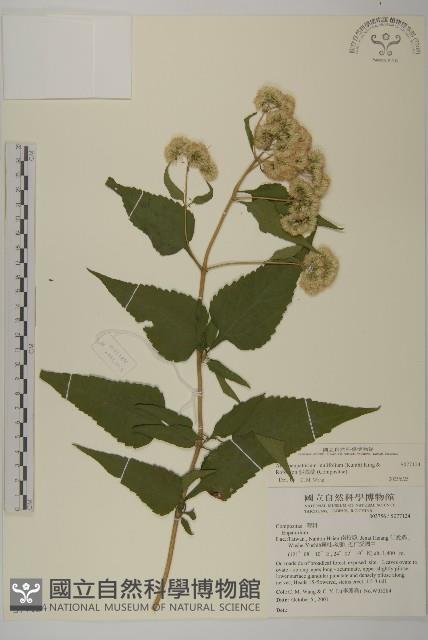 假澤蘭藏品圖，第1張